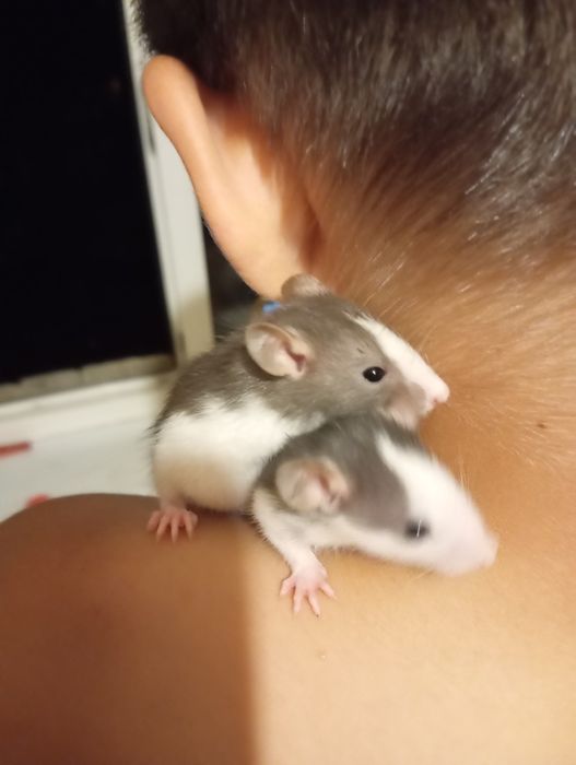 Криси, пацюки, щури