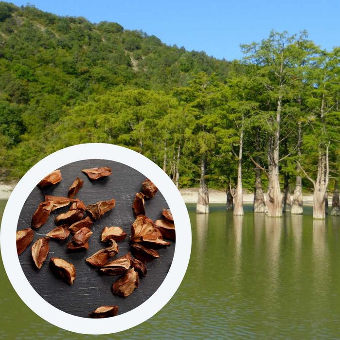 Кипарис насіння (4 види) кипарисовик семена хвойних є безкошт доставка