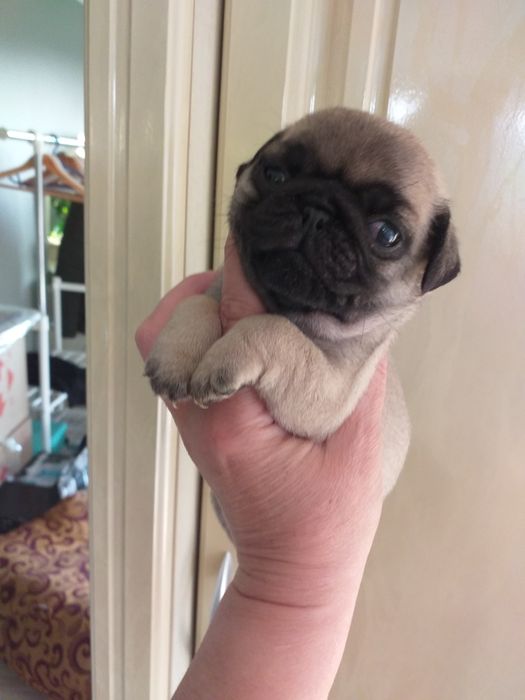 Дівчинка мопсяня та хлопчик