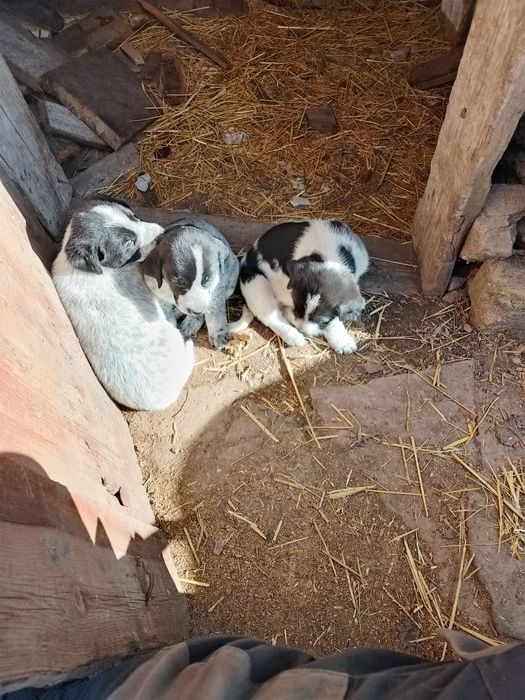 Віддам у добрі руки гарних цуценят безкоштовно хлопчиків та дівчаток.