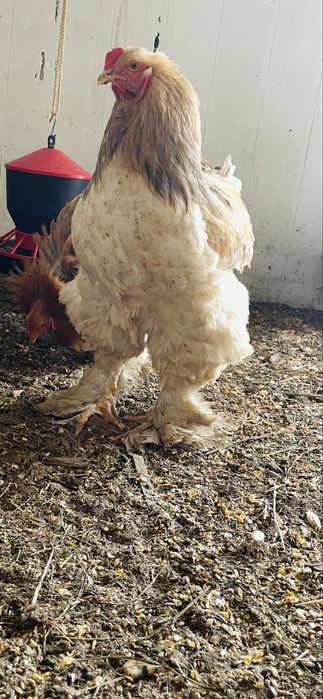 Koguty Brahma  Duze zdrowe