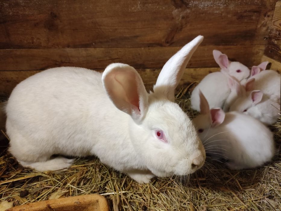 Królik Termondzkie Białe samce i samice