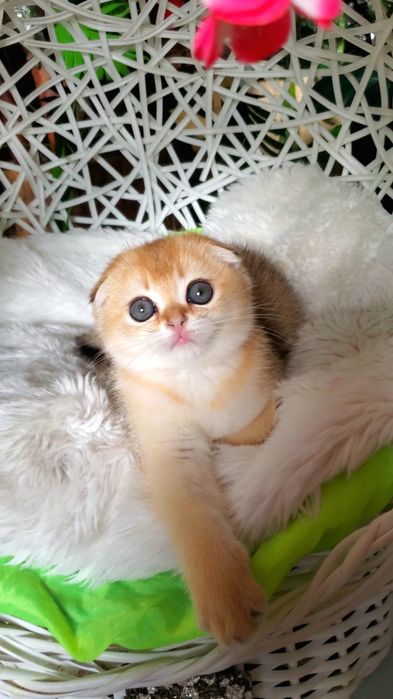 Ручные малыши для души. Котята золотая шиншилла.