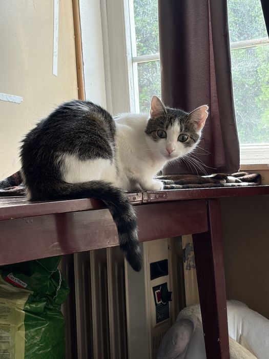 Piękne kocie siosrty do adopcji