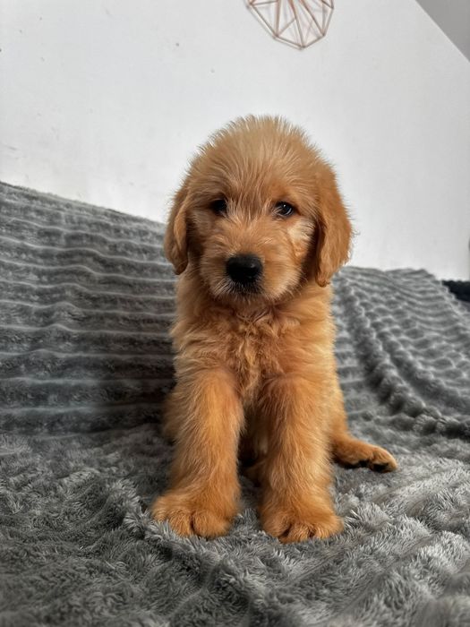 Labradoodle  piesek  Kubuś
