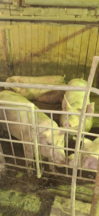 Продажа великих свиней 170-200 кг