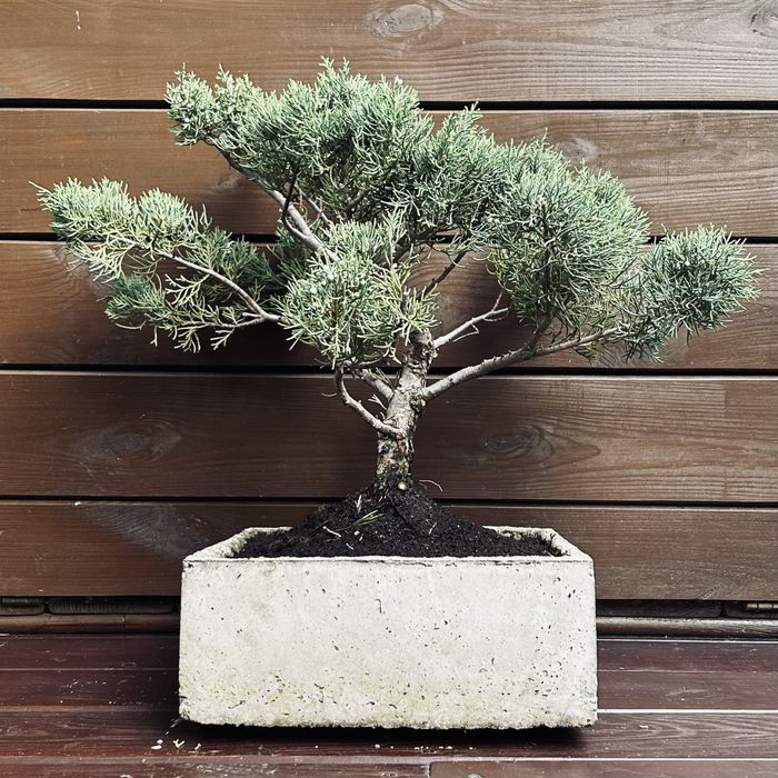 Bonsai z jałowca w ręcznie wykonanej betonowej donicy