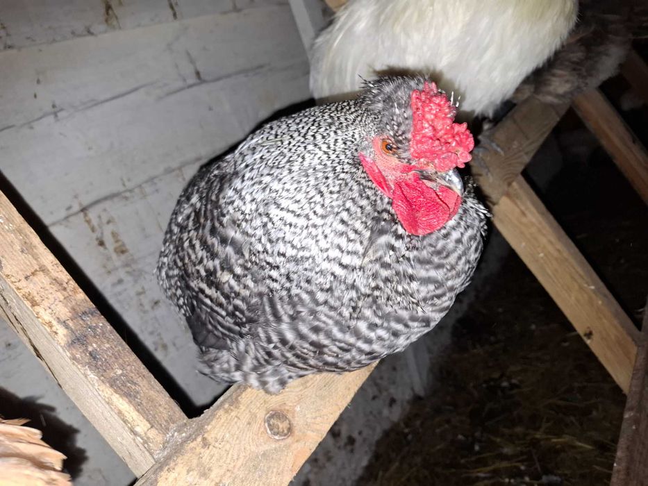 Sprzedam koguty z wiosny 2025 roku