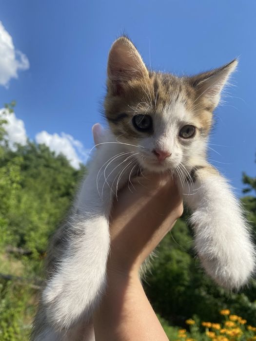 Котята в добрые руки срочно