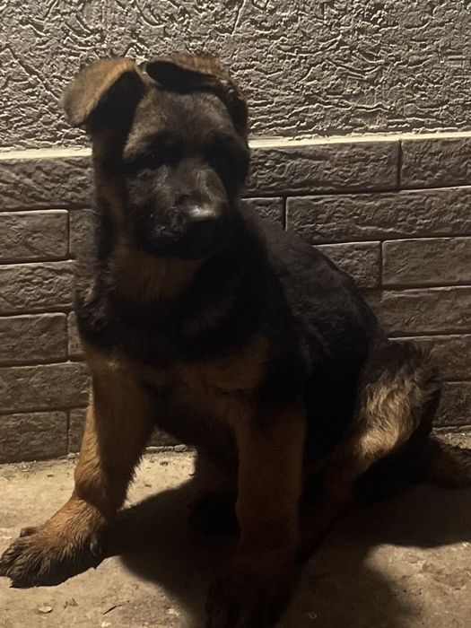 Німецька вівчарка