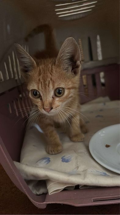 Gato para adoção