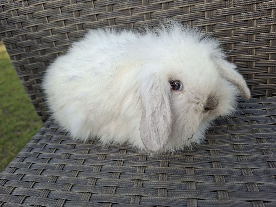 Króliki królik baranek miniaturka