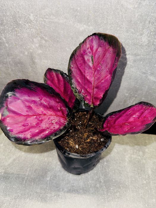 Калатея Кримсон (розі)