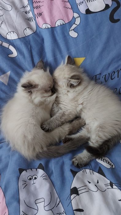 Котенятка Регдол Ragdoll