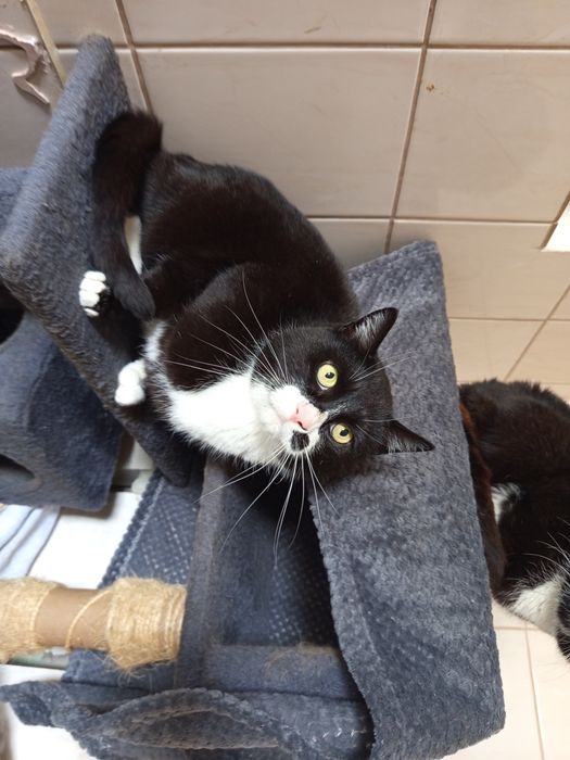 Jego właścicielka umarła