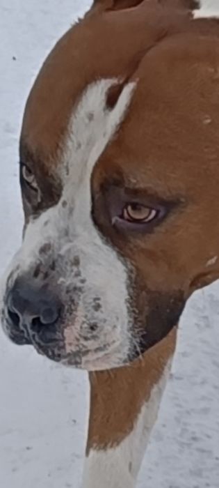 Reproduktor FCI AMSTAFF