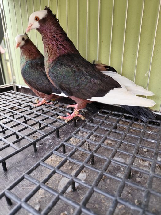 Gile białogłowe żółte albo miedziane 100 zł sztuka szt