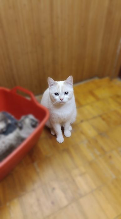 Терміново продам котика (1.2 року), блакитні очі