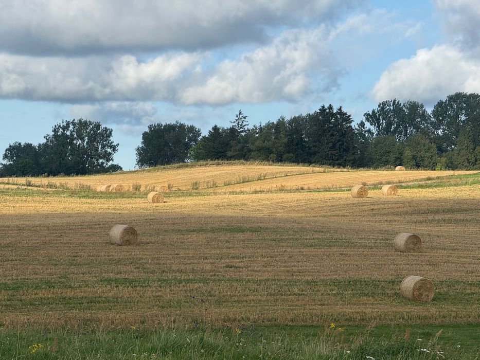 Sprzedam bele słomy
