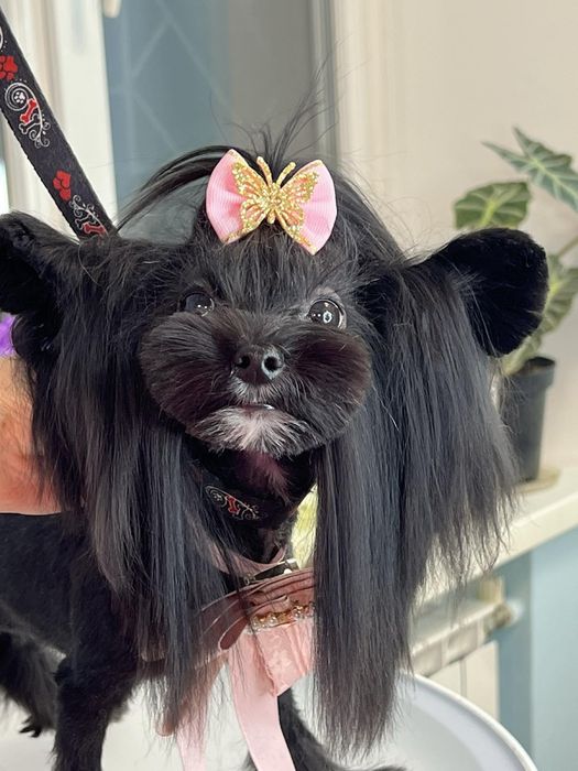 Щенок йоркширского терьер- девочка