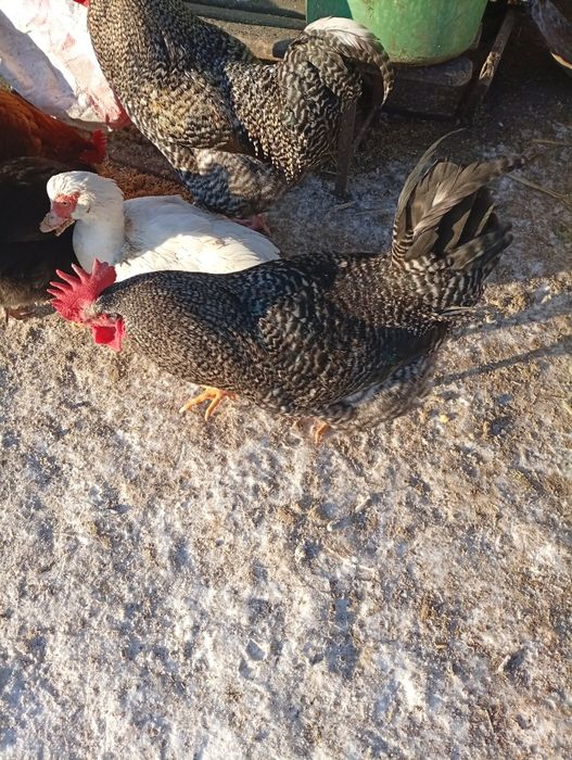 Koguty młode z września