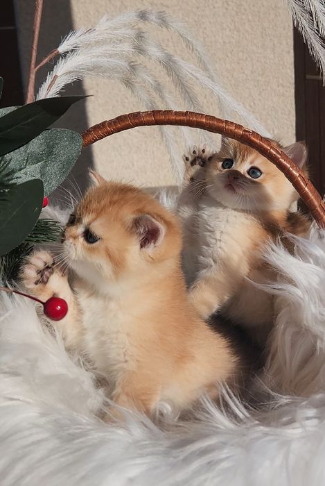 Шотландські кошенята