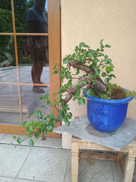 Drzewka bonsai 2