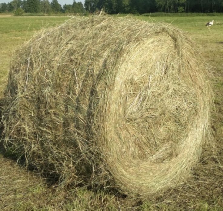 Sprzedam siano kostka baloty