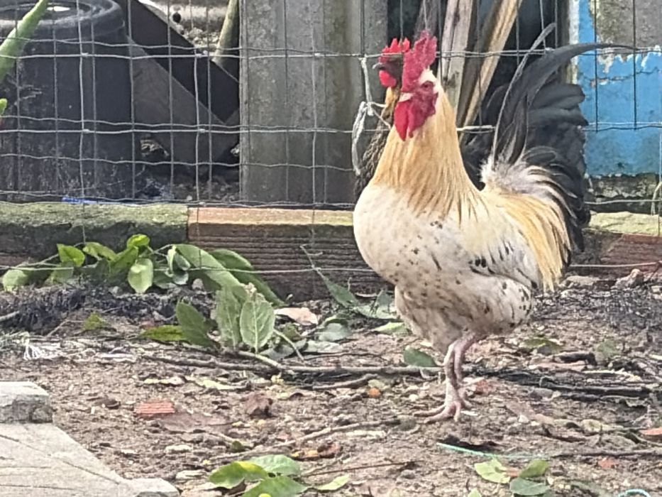 Garnises  varias cores