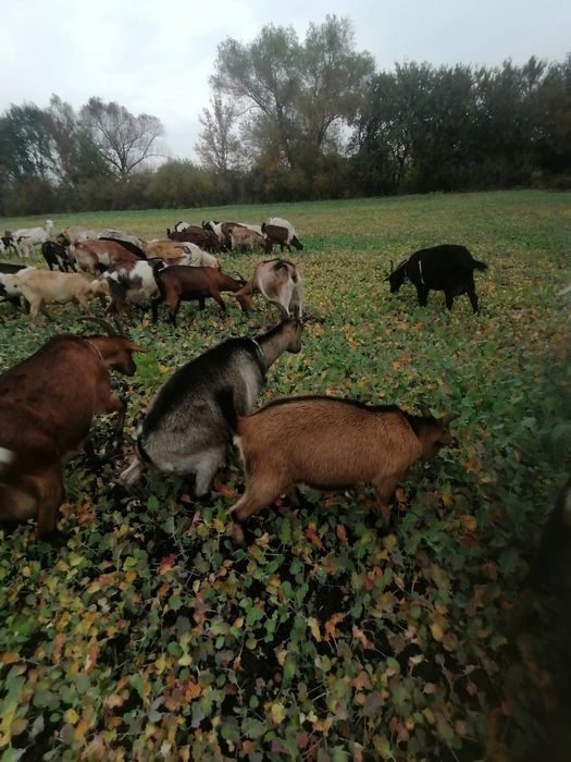 Продаж кіз,молодих цапиків
