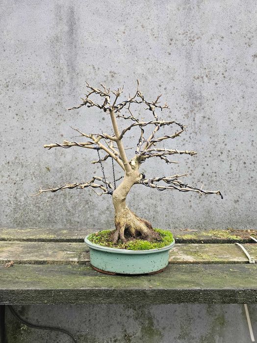 Bonsai acer buergerianum +30anos