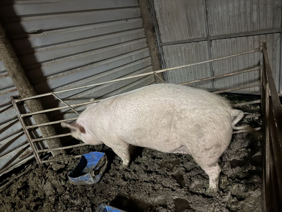 Porca pietran para carne