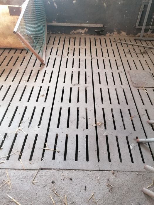 Ruszta dla trzody, loch