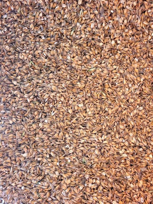 OWIES gnieciony pasza zboże dla koni kucy 20kg