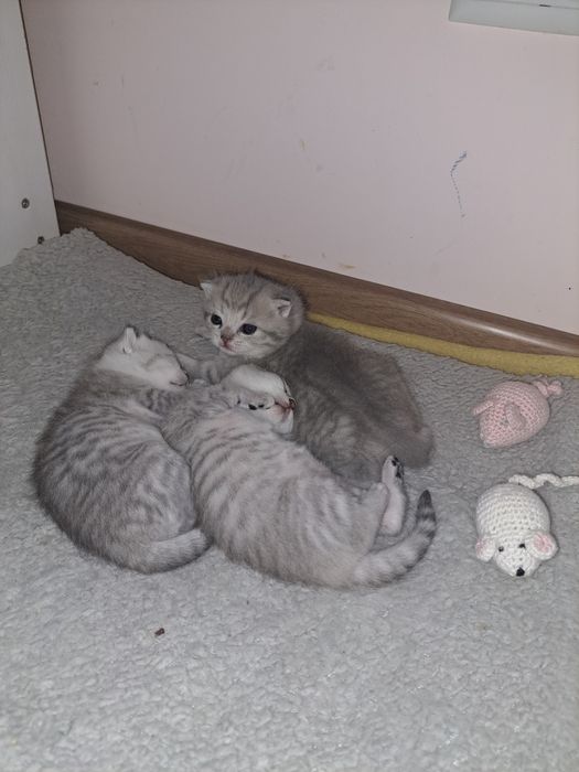 Кошенята срібної шиншили