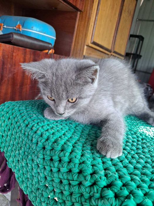 Котята  дуже грайливі