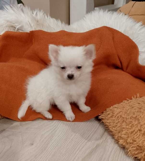 Chihuahua chłopiec długowłosy