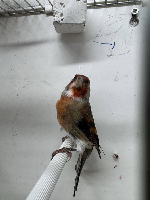 Hibrido de Pintassilgo