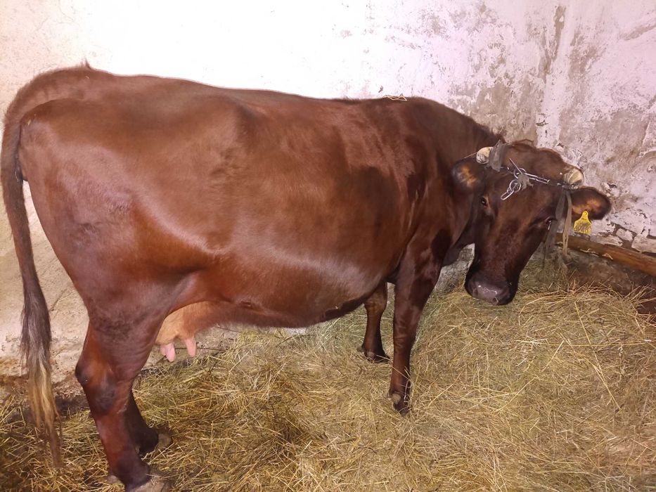 Sprzedam krowę wysoko cielną