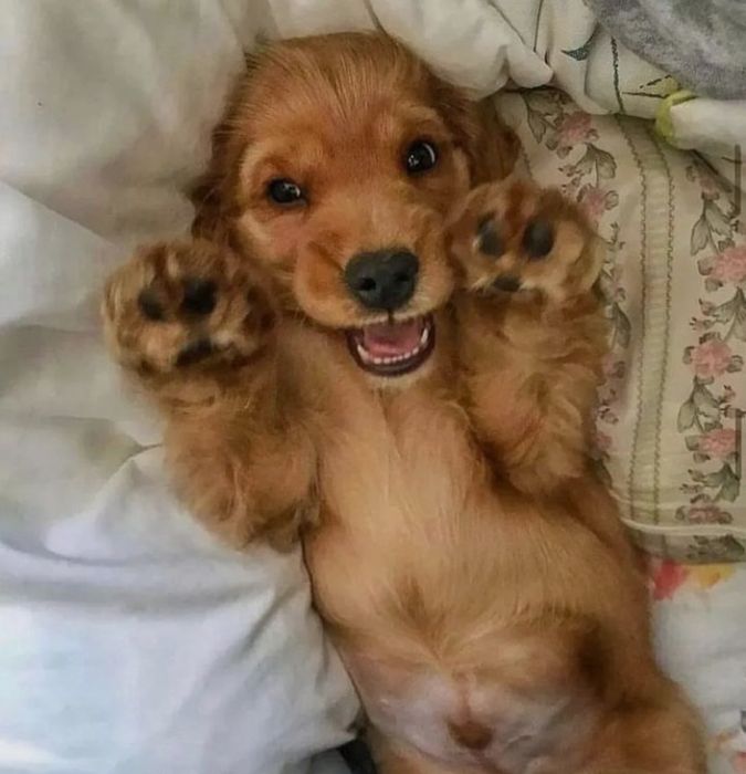 Продам дуже хороших спаніелів