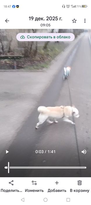 Пропал домашний друг !