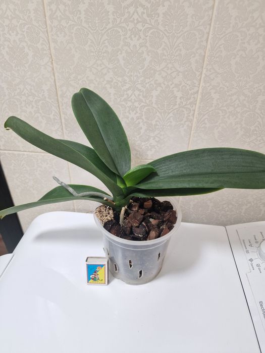 Орхидея фаленопсис Black Stripes