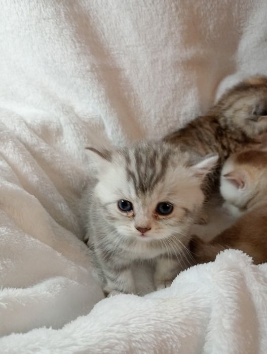 Британські кошенята