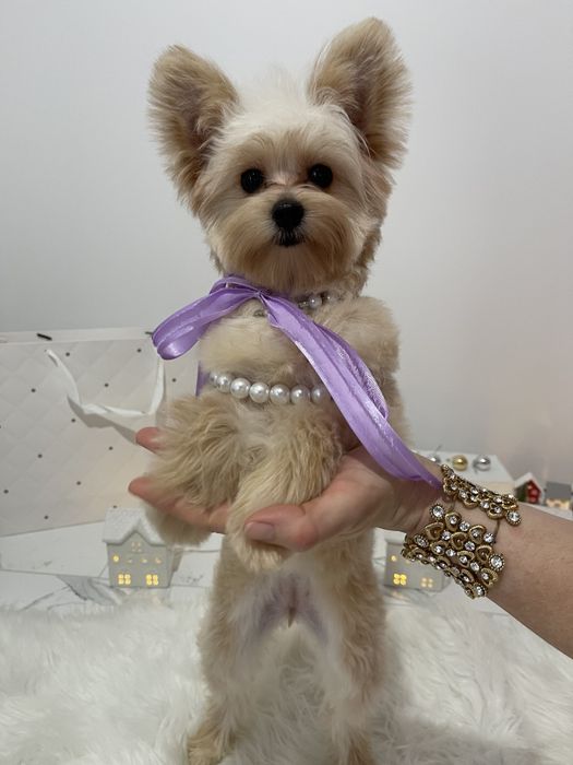 Помапу  краса, ніжність і любов в одному