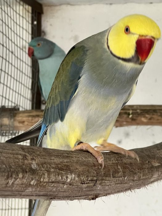 RING NECK BEBÉS 4 AVES