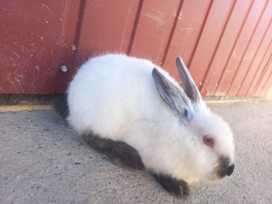 Кролики Каліфорнії