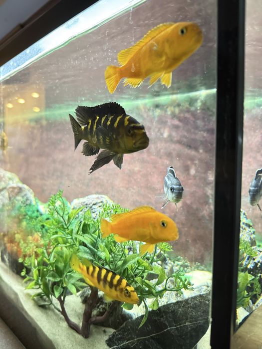 Sprzedam dorosłe pyszczaki