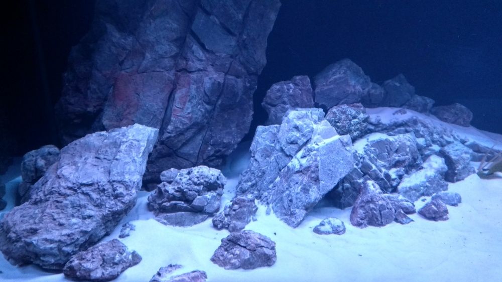 Aranzacja iwagumi unikalny kamien