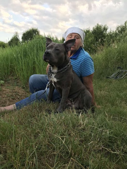 Цуцики Амстаффа готові до переїзду