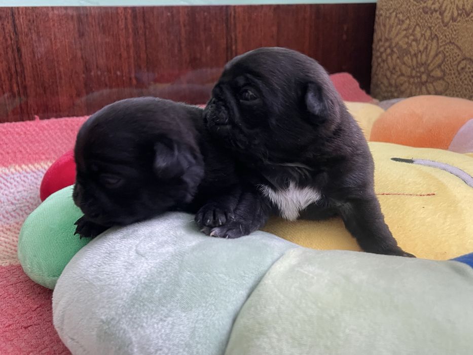 Мопс цуценята, грифон, цверг пінчер, мальтійська болонка